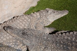 GC-Crocodilo Park 2020-032.JPG